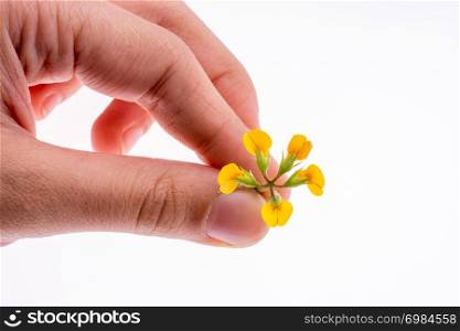 Hand holding a yellow flower a white background