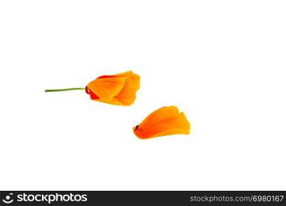Hand holding an orange flower on a white background