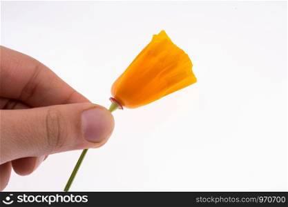 Hand holding an orange flower on a white background
