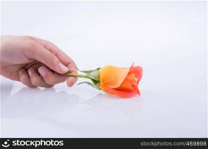 Hand holding an orange rose on a white background