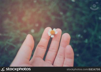 Hand holding beautiful blooming flower on the green plant in the garden with retro filter tone, spring or summer concept
