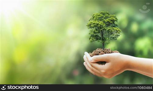 hand holding big tree growing on green background with sunshine