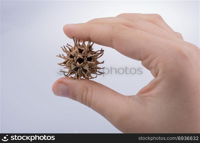 Hand holding brown pod or capsule in hand on a white background