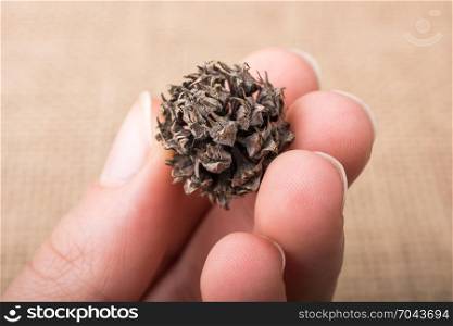 Hand holding brown pod or capsule in hand onbrown background