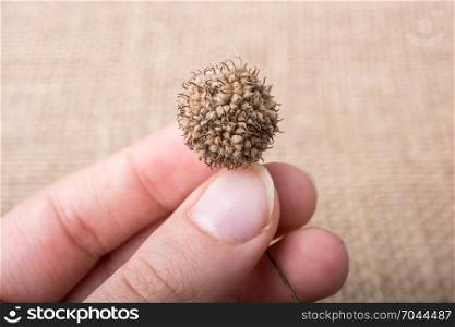 Hand holding brown pod or capsule in hand onbrown background