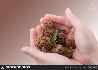Hand holding brown pods, capsules in hand on a white background