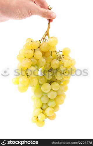 Hand holding bunch of grapes isolated on white