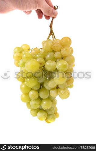 Hand holding bunch of grapes isolated on white