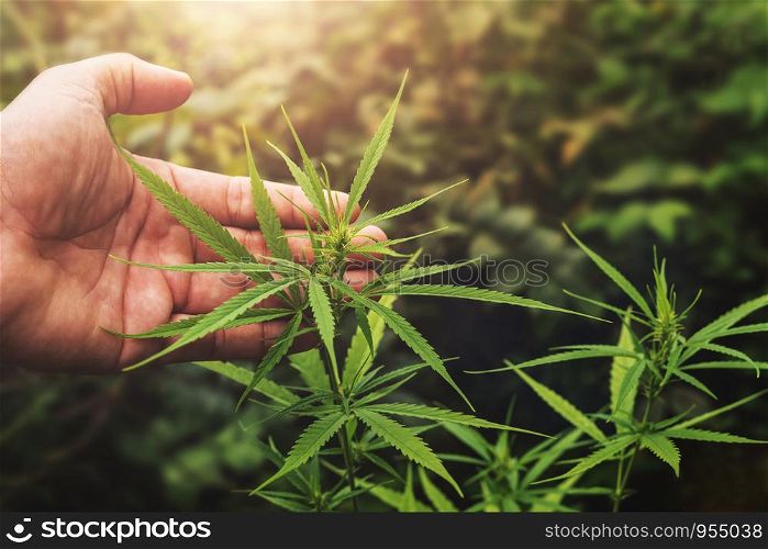 hand holding cannabis leaf in farm with sunset