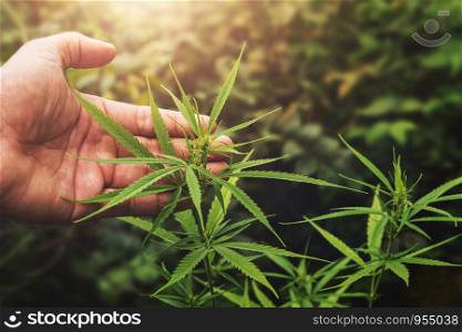 hand holding cannabis leaf in farm with sunset