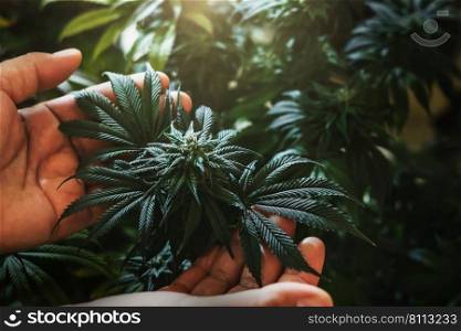 hand holding cannabis tree with sunshine background