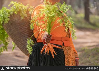 hand holding carrots . Farmer hand holding a bunch of fresh organic carrots with nature background