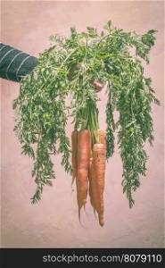 Hand holding carrots with leaves