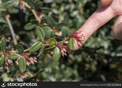 Hand holding colorful spring flowers. Colorful wild spring flowers in hand in nature