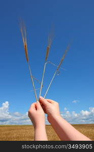 hand holding ears of wheat against blue sky