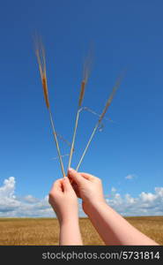 hand holding ears of wheat against blue sky