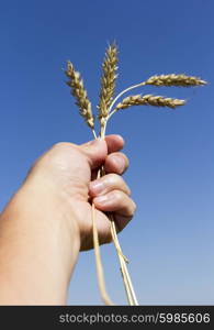 hand holding ears of wheat against blue sky