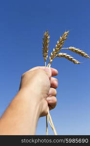 hand holding ears of wheat against blue sky