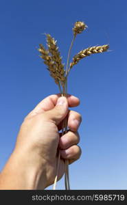 hand holding ears of wheat against blue sky