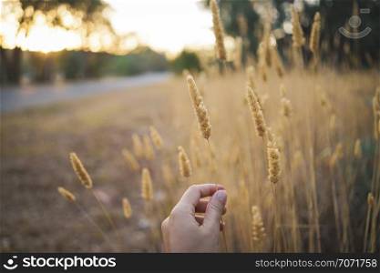 Hand holding field flower on the field in spring or summer evening in sunset, golden hour