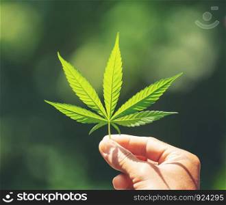 Hand holding fresh marijuana leaf nature background