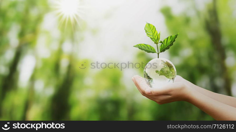 hand holding glass globe ball with tree growing and green nature blur background. eco concept