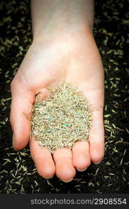 Hand holding grass seed