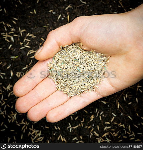 Hand holding grass seed