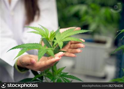 Hand holding gratifying cannabis plant in curative cannabis weed farm for medical cannabis product. Grow farm provide high quality medicinal cannabis production for health care and medicine uses.