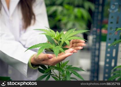 Hand holding gratifying cannabis plant in curative cannabis weed farm for medical cannabis product. Grow farm provide high quality medicinal cannabis production for health care and medicine uses.. Gratifying cannabis plant in curative hemp farm for medical cannabis product.