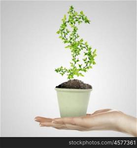 Hand holding green plant currency symbol in white pot