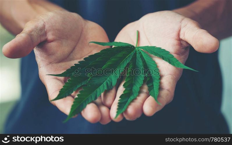 Hand holding marijuana leaf ( Cannabis sativa indica )