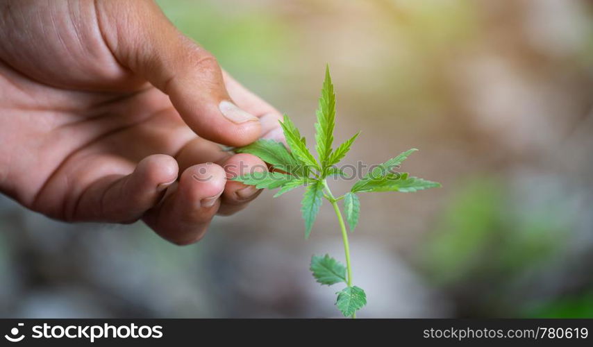 Hand holding marijuana leaf ( Cannabis sativa indica )