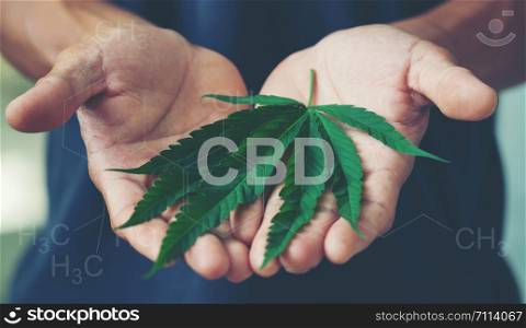 Hand holding marijuana leaf with cbd thc chemical structure