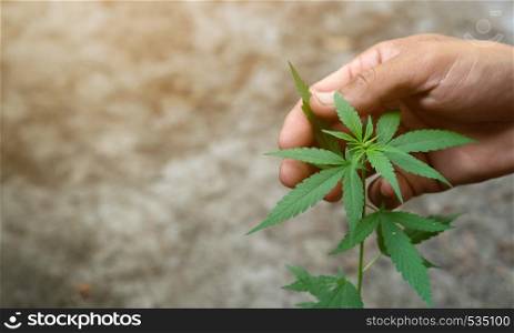 Hand holding marijuana leafs ( Cannabis sativa indica )