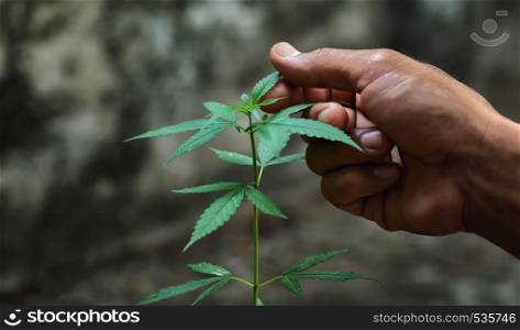 Hand holding marijuana leafs ( Cannabis sativa indica )