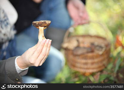 hand holding mushrooms