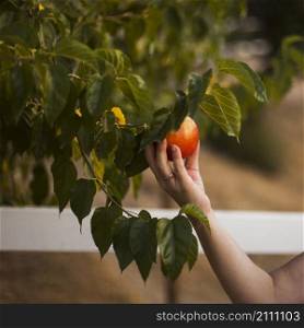 hand holding rip apple tree