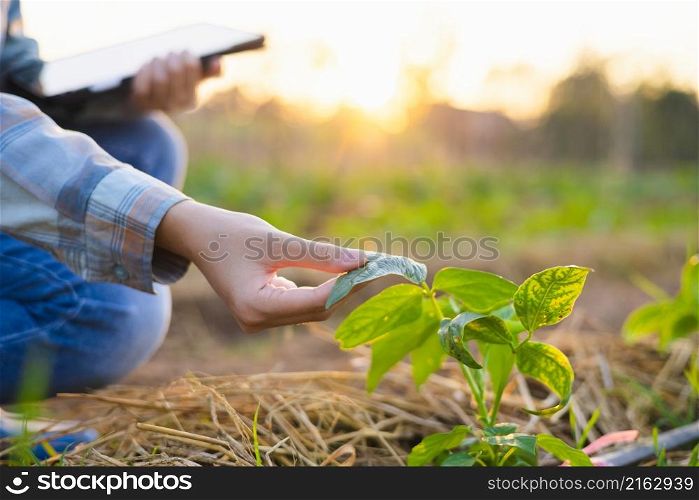 hand holding sapling bean in farm with sunset. concept agriculture