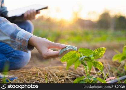 hand holding sapling bean in farm with sunset. concept agriculture