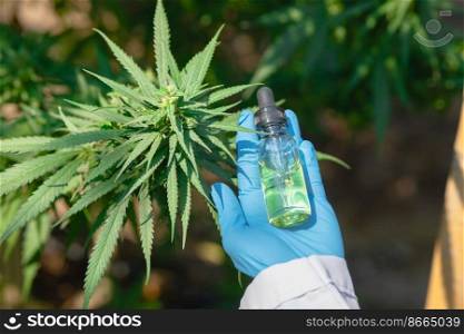 Hand holding Sativa Cannabis oil extract essential from Marijuana leaves for herbal medical nature plant.
