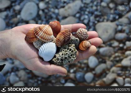 Hand holding sea shells and pumice stones found washed on rocky beach.