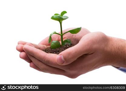 Hand holding seedling in new life concept on white