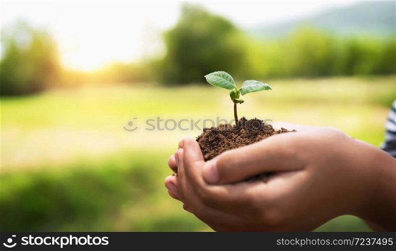 hand holding small tree for planting