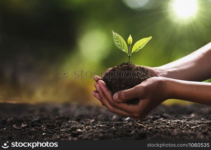 hand holding small tree for planting. concept green world