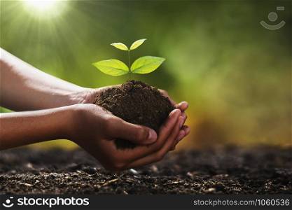 hand holding small tree for planting. concept green world