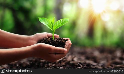 hand holding small tree for planting in forest. concept green world