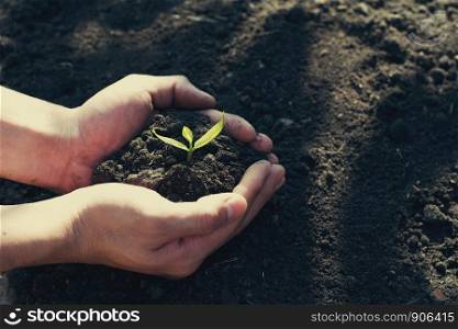 hand holding small tree for planting in garden