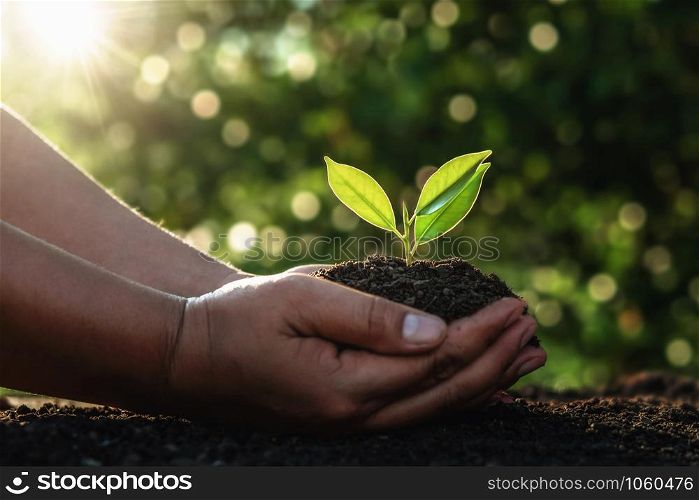 hand holding small tree for planting in morning light. concept green world earth day