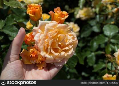 Hand holding some roses in the rose garden